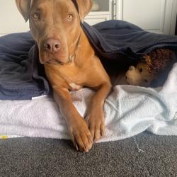 Past PetCloud client