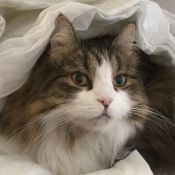 Past PetCloud client