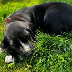 Past PetCloud client