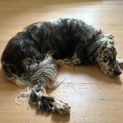 Past PetCloud client
