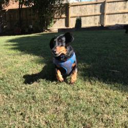 Past PetCloud client