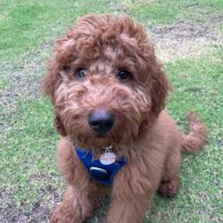Past PetCloud client