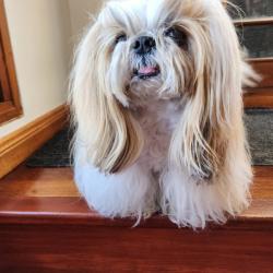 Past PetCloud client