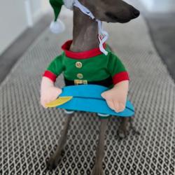 Past PetCloud client