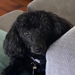 Past PetCloud client