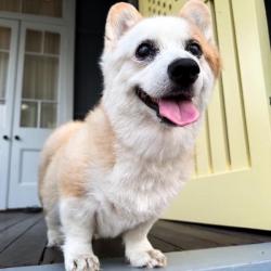 Past PetCloud client