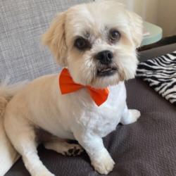 Past PetCloud client