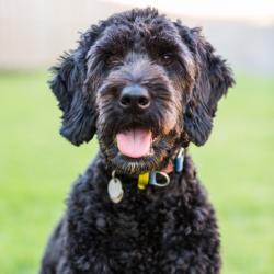 Past PetCloud client