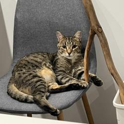 Past PetCloud client