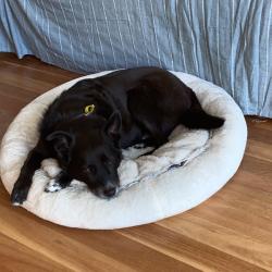 Past PetCloud client