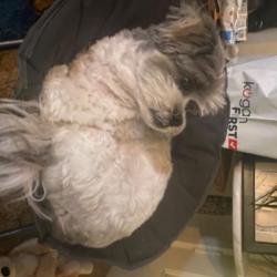 Past PetCloud client