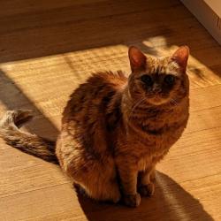 Past PetCloud client