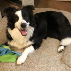 Past PetCloud client