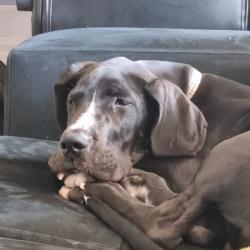 Past PetCloud client