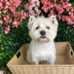 Past PetCloud client