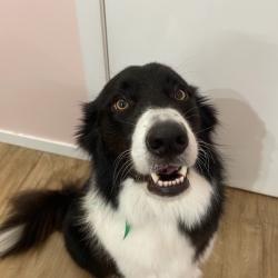 Past PetCloud client