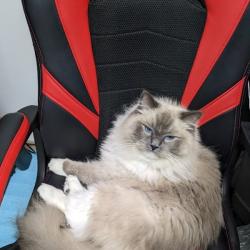 Past PetCloud client