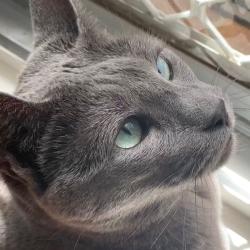 Past PetCloud client