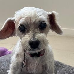 Past PetCloud client
