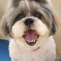 Past PetCloud client