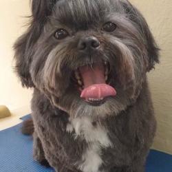 Past PetCloud client