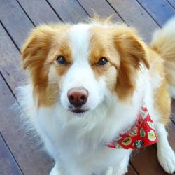 Past PetCloud client