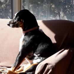 Past PetCloud client