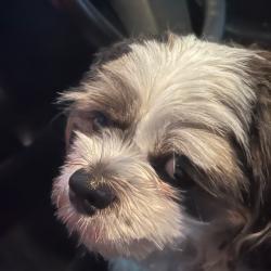 Past PetCloud client