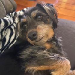 Past PetCloud client