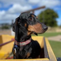 Past PetCloud client