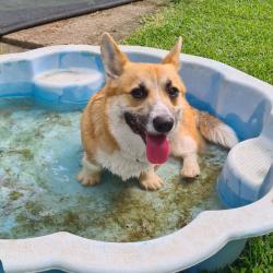 Past PetCloud client