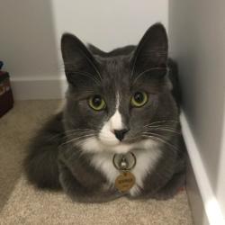 Past PetCloud client