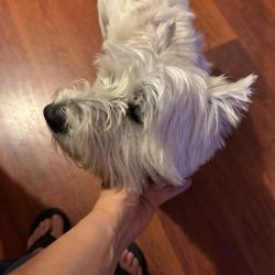 Past PetCloud client