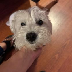 Past PetCloud client