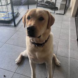 Past PetCloud client