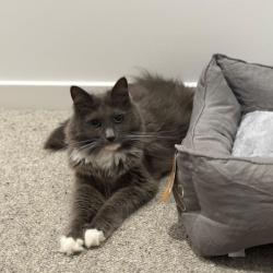 Past PetCloud client