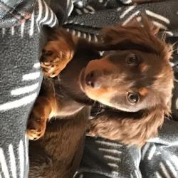 Past PetCloud client