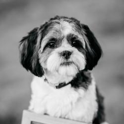 Past PetCloud client