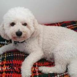Past PetCloud client