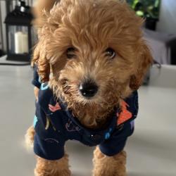 Past PetCloud client