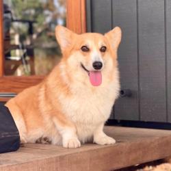 Past PetCloud client