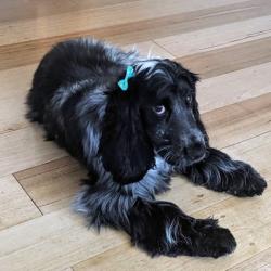 Past PetCloud client