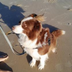 Past PetCloud client