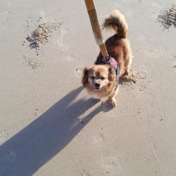 Past PetCloud client