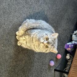 Past PetCloud client