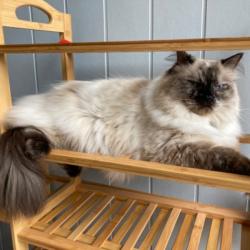 Past PetCloud client