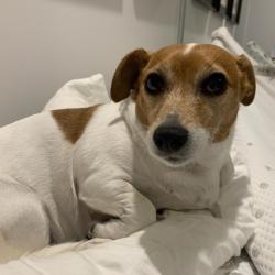 Past PetCloud client