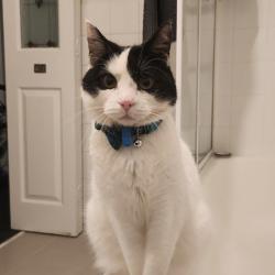 Past PetCloud client