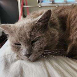 Past PetCloud client