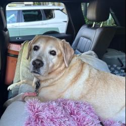 Past PetCloud client